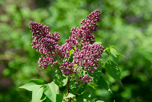 Blühen, Blumen Hintergrund, Lila, Blumen