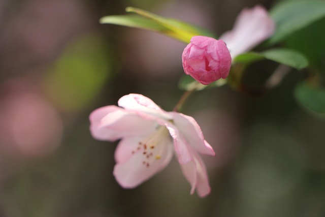 Free Red Cherry Cherry Blossom photo and picture