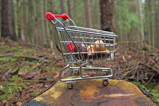 Free Forest Mushrooms photo and picture