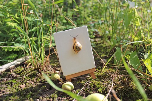 Free Snail Meadow photo and picture