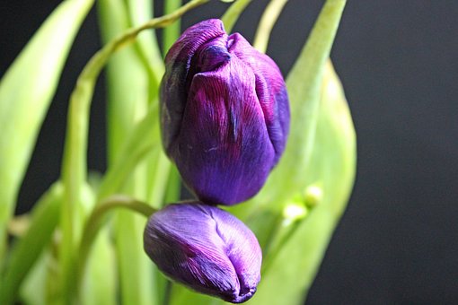 Free Tulip Spring photo and picture