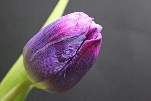 Free Tulip Spring photo and picture