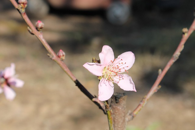 Blüte, Blume, Natur, Feder, Blumen