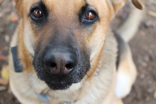 Hund, Deutscher Schäferhund, Schäfer