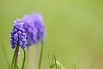 muscari, muscari armeniacum, armenian traubenhyazinthe