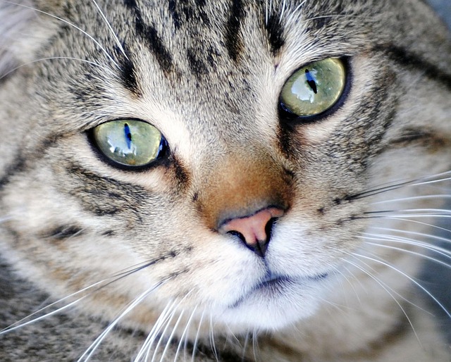 Gato, Animal, Ao Ar Livre