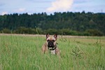 french bulldog, frenchie, bulldogs