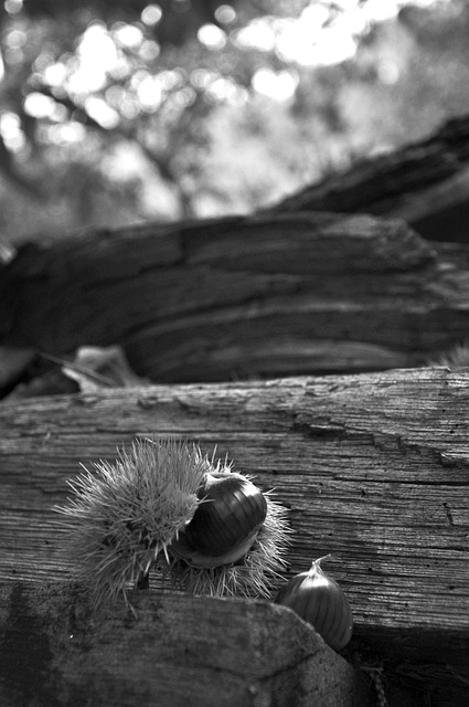 Free Chestnut Wood photo and picture