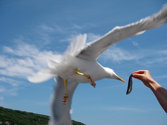 Free Gull Sea photo and picture
