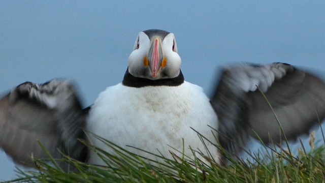 Papageientaucher, Vogel, Flügel