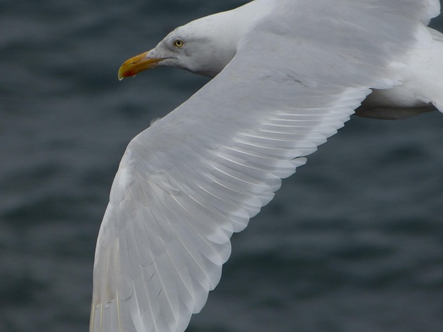 Möwe, Vogel, Fliegend, Flügel