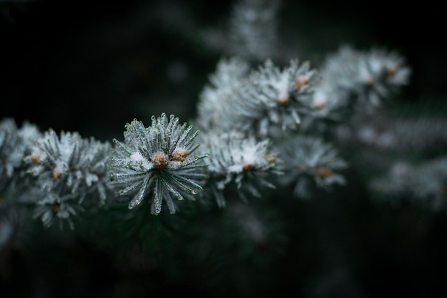 Free Needles Nature photo and picture