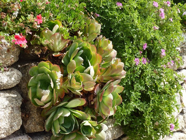 Jardinagem, Scilly Isles, Botânico