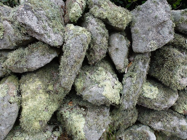 Líquen, Pedra, Textura, Musgo