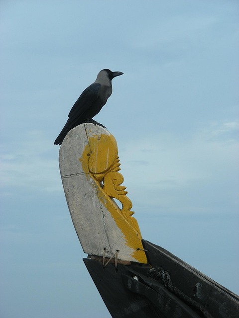 Free Sea Bird Fishing Boat photo and picture