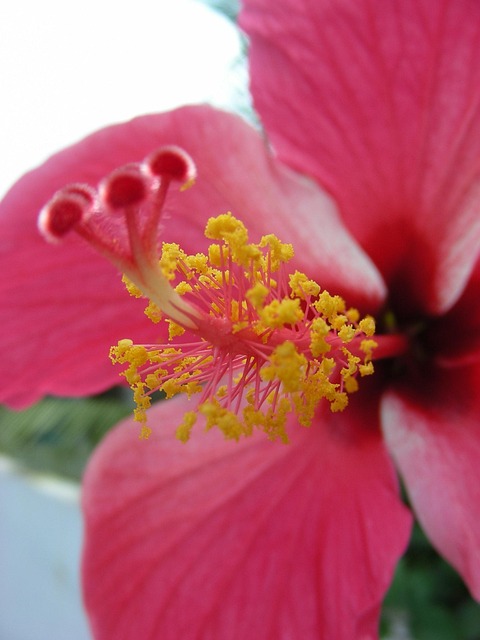 Free Tropical Flower Pink photo and picture