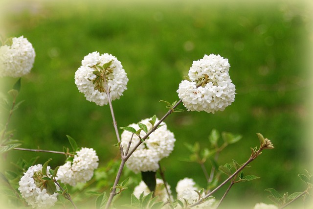 Free Spring Flowers photo and picture