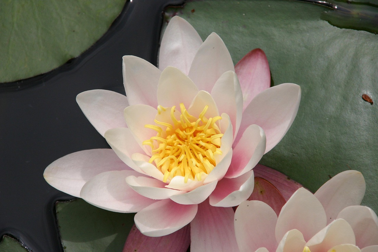 Fleur De Lotus Zen Photo Gratuite Sur Pixabay