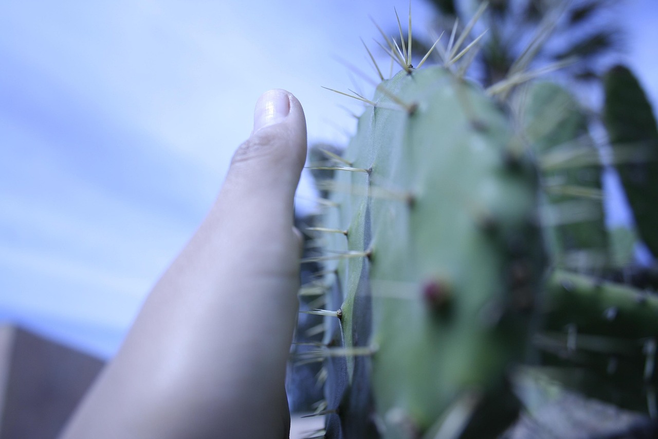 Cactus Darling Hand - Free photo on Pixabay