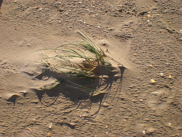 Free Sand Dune photo and picture