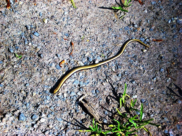 Free Blindworm Line photo and picture