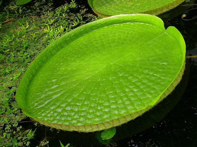 Free Water Lily Giant Water Lily photo and picture