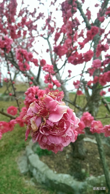 Free Cherry Blossoms Views photo and picture