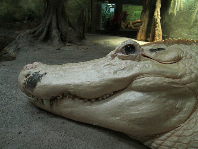 Free Animal Alligator photo and picture