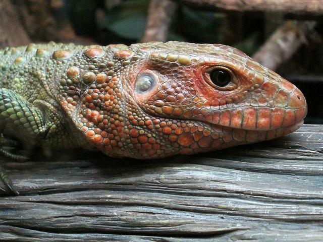 Free Reptile Animal photo and picture