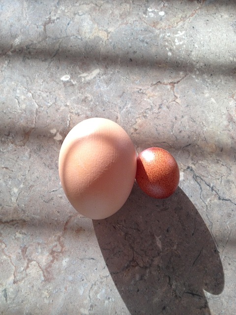 Eier, Unterschiedlich, Größen, Henne