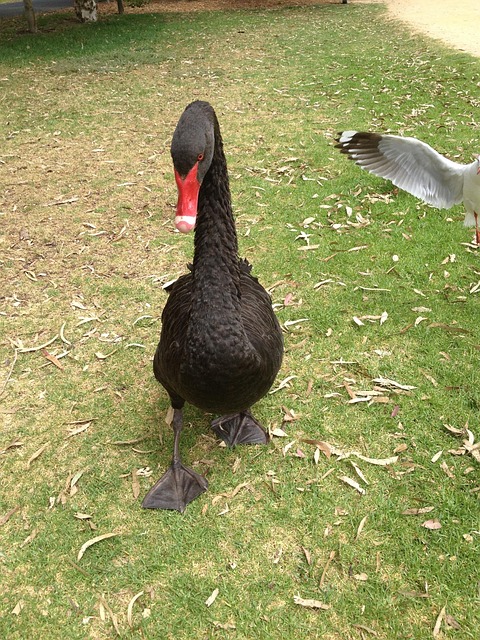 Schwan, Vogel, Schnabel, Tierwelt