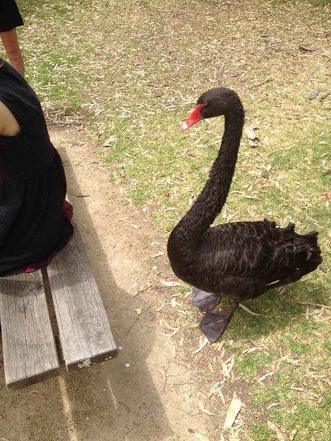 Schwan, Schwarz, Eleganz