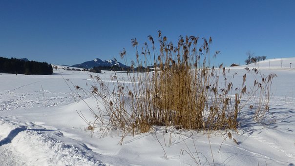Free Grass Reed Grass photo and picture