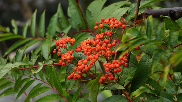 Free Plant Berries photo and picture