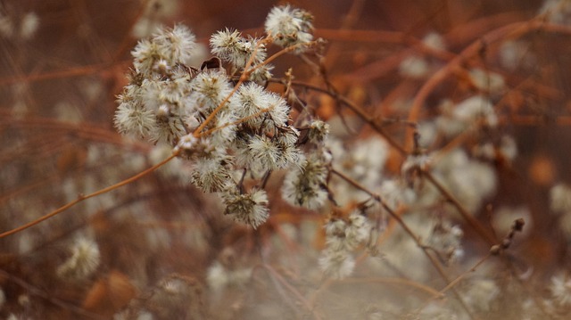 Free Plant Autumn photo and picture