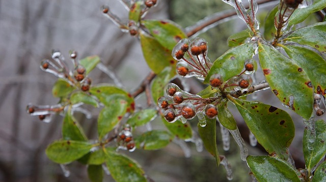 Free Plant Winter photo and picture