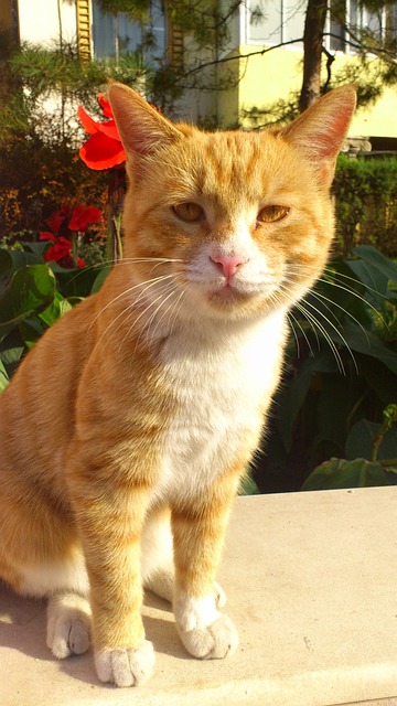 Free Animal Cat photo and picture