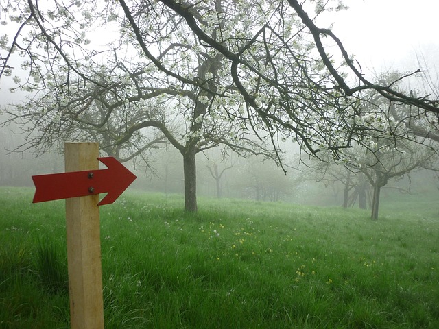Free In The Morning Fog photo and picture