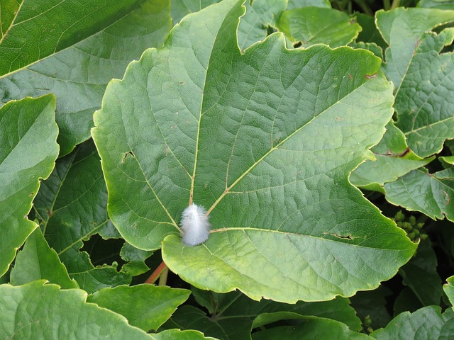 Free Leaf Green photo and picture