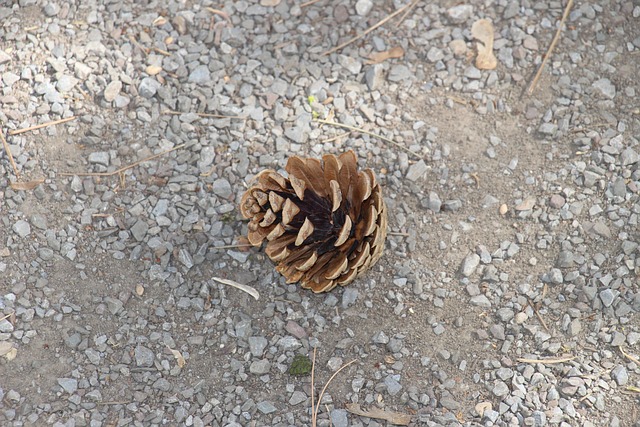 Free Pinecone Brown photo and picture