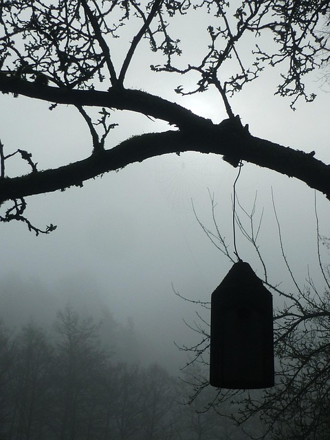 Free Fog Nesting Place photo and picture