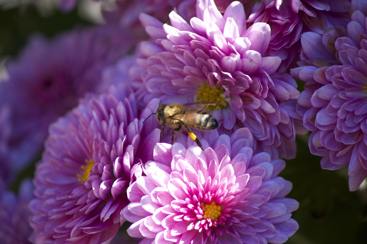 Pink - free online jigsaw puzzle photo