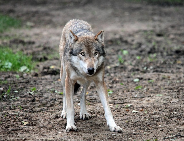 Ulv, Innhegning, Canis Lupus, Dyrehage
