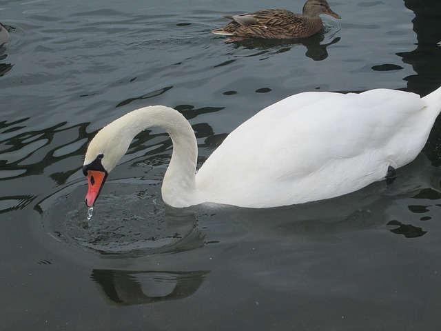 Free Swan Water photo and picture