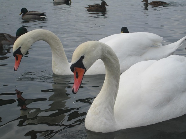 Free Swans Animal photo and picture