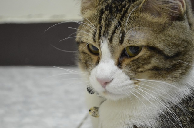 Free Cat Smelly Face photo and picture