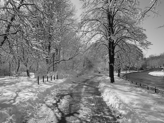Vinter, Natur, Sne, Træ, Landskab
