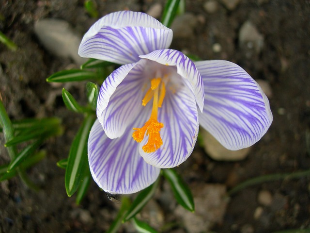 Free Crocus Flower photo and picture