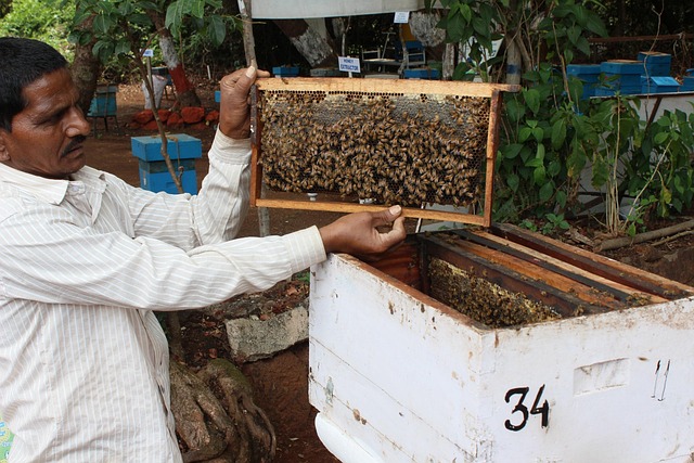 Free Bee Breeding photo and picture