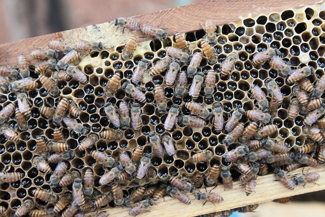 Free Bee Honey photo and picture